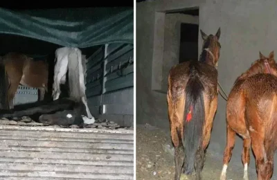Yine aynı şehir yine aynı skandal: Vatandaşa at ve eşek eti yedirdiler