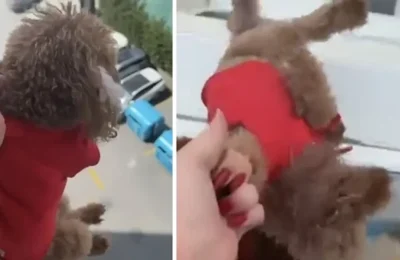 Köpeği pencereden sarkıtıp cama vurdu