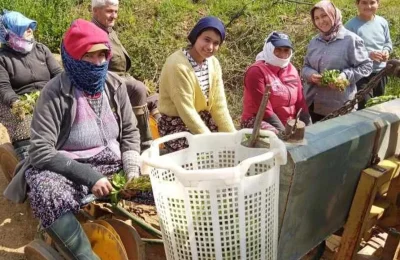 Sarıgöl’de tütün dikimi başladı