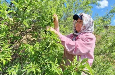 Çağlada bereketli sezon: Fiyatlar üreticiyi memnun etti