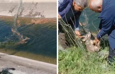 Çaresiz karacayı vatandaşlar kurtardı