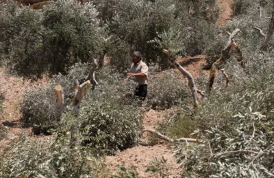 Filistin topraklarını gasbeden İsra*lliler, Ramallah’ta 200 zeytin ağacını söktü