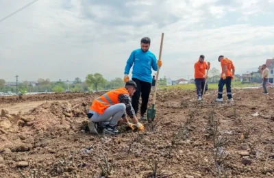 BAŞİSKELE BELEDİYESİ GÜL BAHÇESİ PARKI PROJESİNDE 15 BİN GÜL FİDANINI TOPRAKLA BULUŞTURUYOR