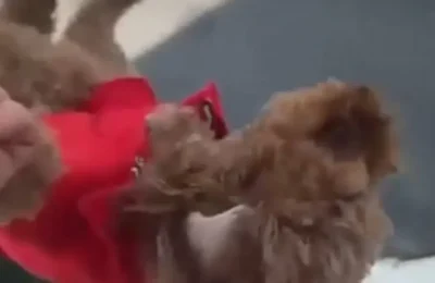 Böyle vicdansızlık olamaz! Köpeği cama vurup sarkıttı